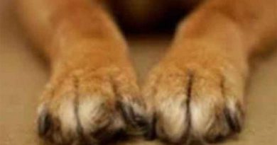 dogfoot