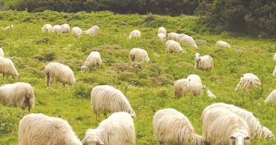 Παρατείνονται τα προληπτικά μέτρα για την ευλογιά των αιγοπροβάτων στην Κρήτη έως την 31η Δεκεμβρίου 2025 Παρατείνονται τα προληπτικά μέτρα για την ευλογιά των αιγοπροβάτων στην Κρήτη έως την 31η Δεκεμβρίου 2025